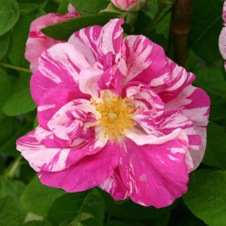 Rosa mundi Versicolor